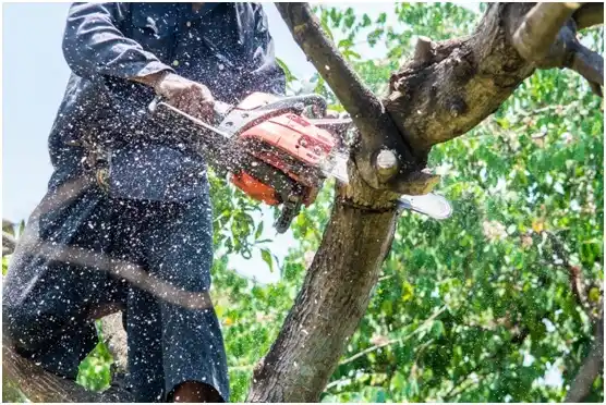 tree services San Augustine